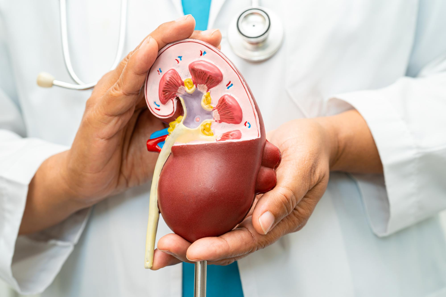 Nephrology Department
